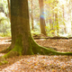 Illustration for article titled 76 Stunning Photos Of Fall Leaves